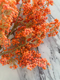 Mountain Ash Orange Berry Pick