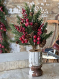 Cranberry Pine Bush
