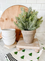 Are You Serious Clark Frosted White Spruce With Pot