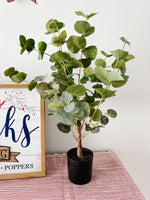 Eucalyptus Tree
