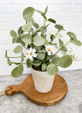 White Blossoms Potted Plant